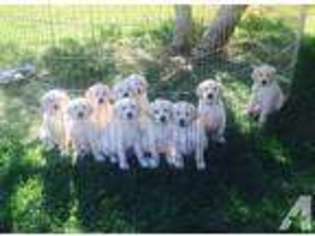 Labradoodle Puppy for sale in ENCINITAS, CA, USA
