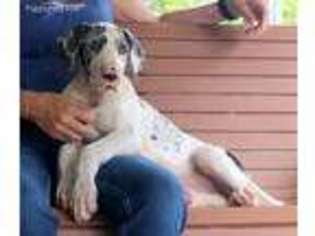Great Dane Puppy for sale in Reddick, FL, USA