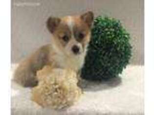 Pembroke Welsh Corgi Puppy for sale in Holmesville, OH, USA