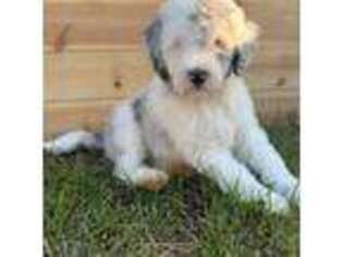 Mutt Puppy for sale in Cedar Grove, NC, USA