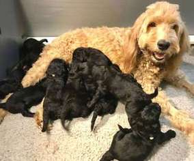 Goldendoodle Puppy for sale in Vashon, WA, USA