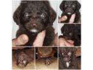 Labradoodle Puppy for sale in Poplarville, MS, USA