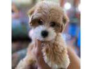 Mutt Puppy for sale in Birnamwood, WI, USA