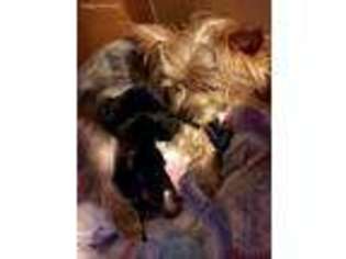 Yorkshire Terrier Puppy for sale in Wells Tannery, PA, USA