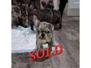 French Bulldog Puppy for sale in Bridgewater, MA, USA
