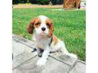 Cavalier King Charles Spaniel Puppy for sale in Detroit, MI, USA