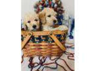 Goldendoodle Puppy for sale in Pearland, TX, USA