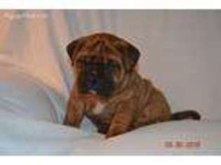 Bullmastiff Puppy for sale in Loysville, PA, USA