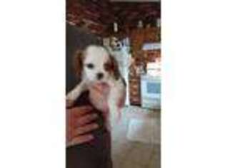 Cavalier King Charles Spaniel Puppy for sale in Shacklefords, VA, USA