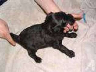 Mutt Puppy for sale in HOLLY SPRINGS, NC, USA