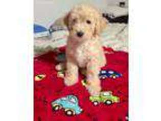 Goldendoodle Puppy for sale in Cabot, AR, USA