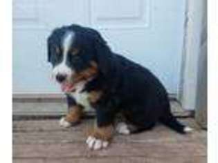 Bernese Mountain Dog Puppy for sale in Abilene, TX, USA