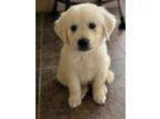 Golden Retriever Puppy for sale in Bedford, PA, USA