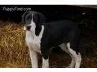 Great Dane Puppy for sale in Conception Junction, MO, USA