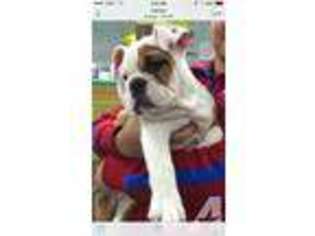 Bulldog Puppy for sale in ARLINGTON, VA, USA
