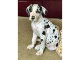 Great Dane Puppy for sale in Montgomery, AL, USA