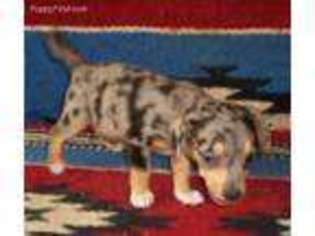 Dachshund Puppy for sale in Greenwood, AR, USA