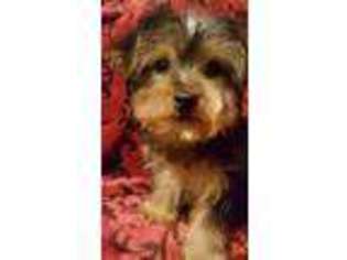 Yorkshire Terrier Puppy for sale in Neosho, MO, USA