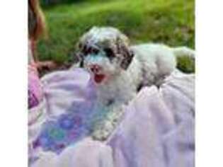 Labradoodle Puppy for sale in Taylors, SC, USA