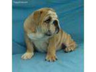 Bulldog Puppy for sale in Pasadena, CA, USA