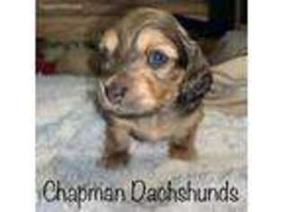 Dachshund Puppy for sale in Clovis, CA, USA