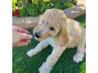 Goldendoodle Puppy for sale in San Bernardino, CA, USA