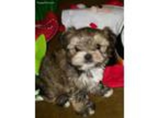 Shorkie Tzu Puppy for sale in Upland, CA, USA