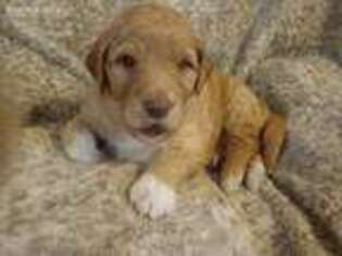 Labradoodle Puppy for sale in Kuna, ID, USA