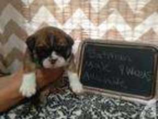 Bulldog Puppy for sale in POPLAR GROVE, IL, USA