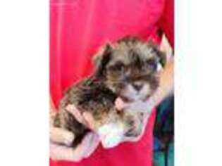Mutt Puppy for sale in Mount Pleasant, NC, USA
