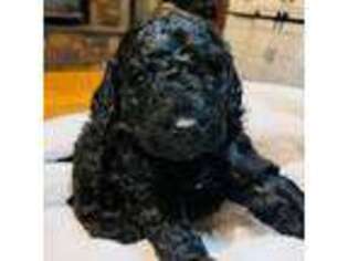 Labradoodle Puppy for sale in Woolwich, ME, USA