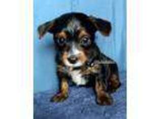 Yorkshire Terrier Puppy for sale in Leesburg, AL, USA