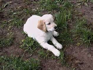 Goldendoodle Puppy for sale in Blanchard, MI, USA