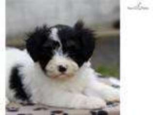 Havanese Puppy for sale in Harrisburg, PA, USA