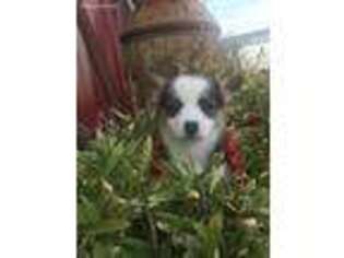 Pembroke Welsh Corgi Puppy for sale in La Russell, MO, USA