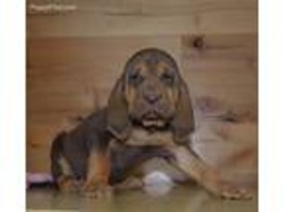 Bloodhound Puppy for sale in Aubrey, TX, USA