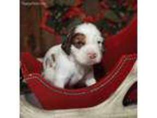 English Springer Spaniel Puppy for sale in Gatlinburg, TN, USA