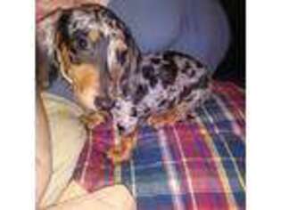 Dachshund Puppy for sale in Sacramento, CA, USA