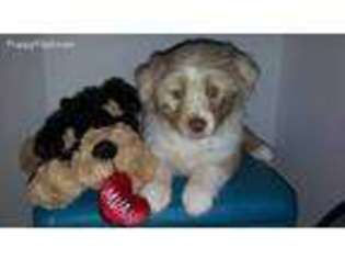 Miniature Australian Shepherd Puppy for sale in Seffner, FL, USA