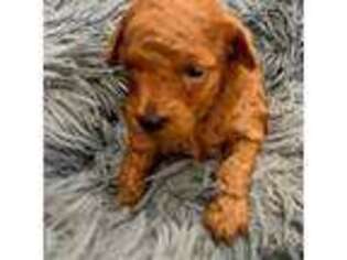 Mutt Puppy for sale in Harlingen, TX, USA