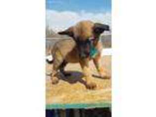 Belgian Malinois Puppy for sale in Randleman, NC, USA