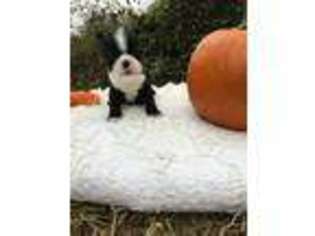 Boston Terrier Puppy for sale in Salem, KY, USA