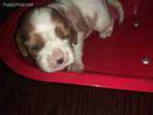 Cavalier King Charles Spaniel Puppy for sale in Struthers, OH, USA