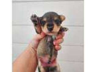 Mutt Puppy for sale in Nashville, GA, USA