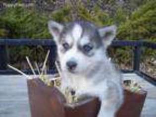 Siberian Husky Puppy for sale in Liverpool, PA, USA