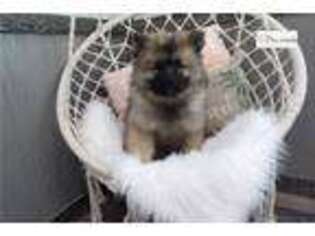 Keeshond Puppy for sale in Bloomington, IN, USA