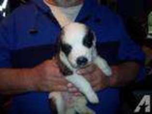 Saint Bernard Puppy for sale in QUINCY, MI, USA