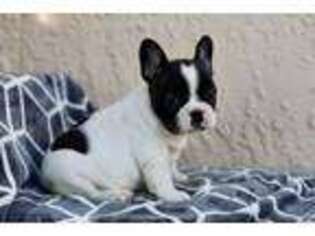 French Bulldog Puppy for sale in Mabton, WA, USA