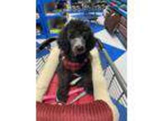 Mutt Puppy for sale in Mastic, NY, USA
