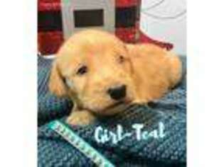 Labradoodle Puppy for sale in Morton, IL, USA